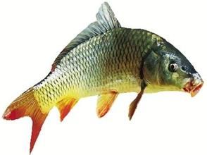 黄河鲤鱼